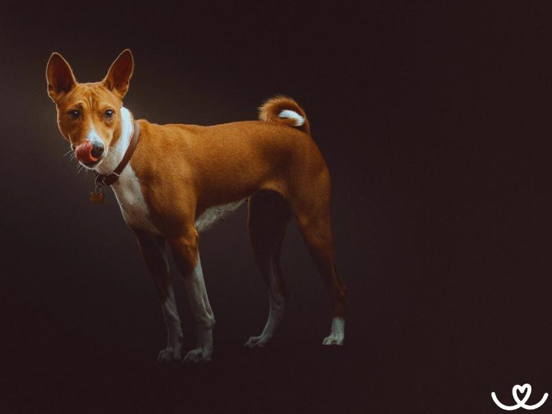 Psi-plemeno-basenji (18)